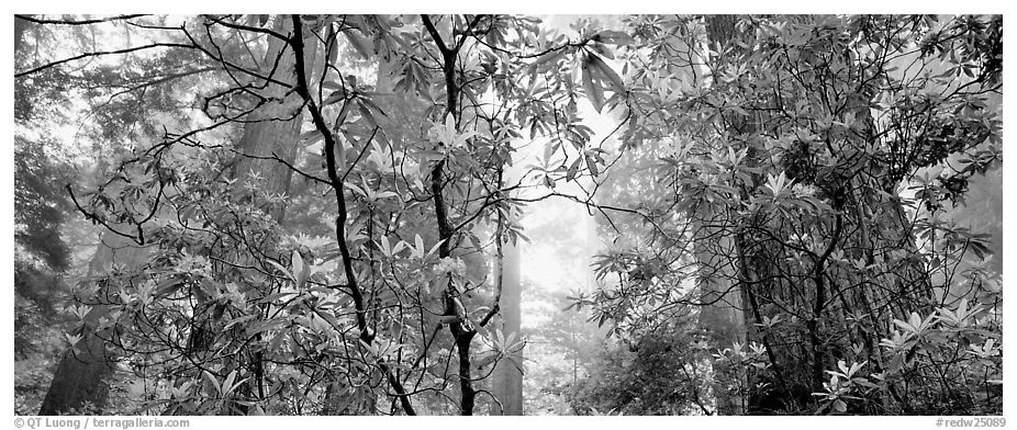 Airy forest scene with rhododendrons. Redwood National Park (black and white)