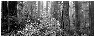 Spring forest with rhododendrons. Redwood National Park (Panoramic black and white)