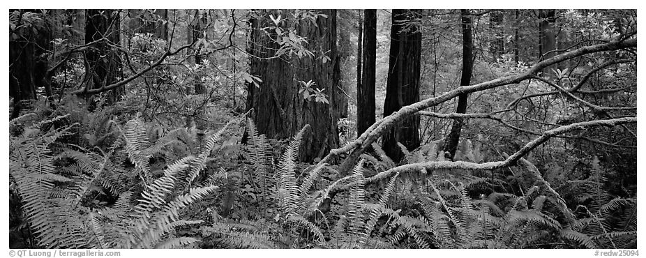Forest in spring with ferns, redwoods, and rhododendrons. Redwood National Park (black and white)