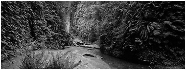 Gorge with fern-covered walls. Redwood National Park (Panoramic black and white)