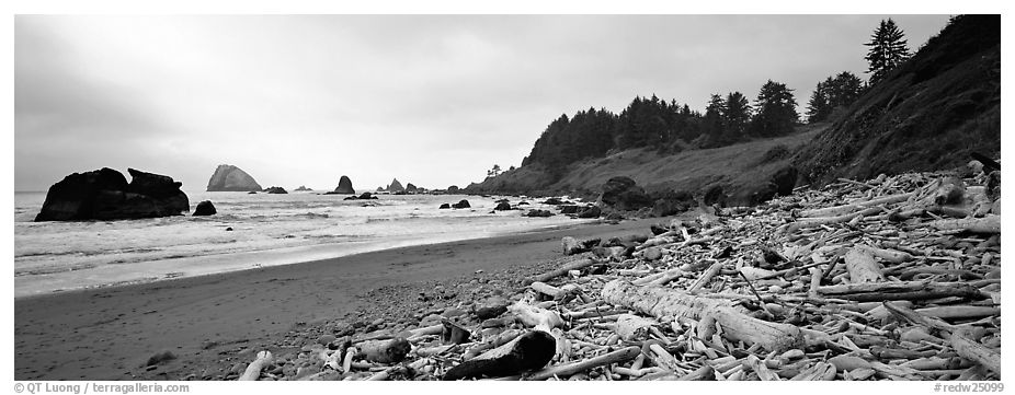 Beach with driftwood. Redwood National Park (black and white)