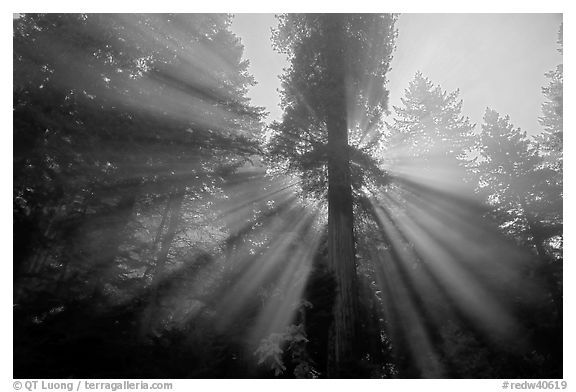God's rays in redwood forest, Del Norte Redwoods State Park. Redwood National Park (black and white)
