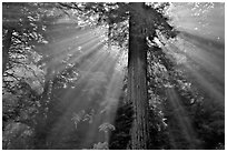 Sun rays diffused by fog in redwood forest. Redwood National Park, California, USA. (black and white)