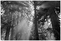 Tall redwood trees and backlit sun rays. Redwood National Park, California, USA. (black and white)