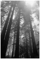 Tall redwood trees in fog, Lady Bird Johnson grove. Redwood National Park ( black and white)