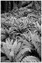Pacific sword ferns and redwood trees, Prairie Creek. Redwood National Park, California, USA. (black and white)