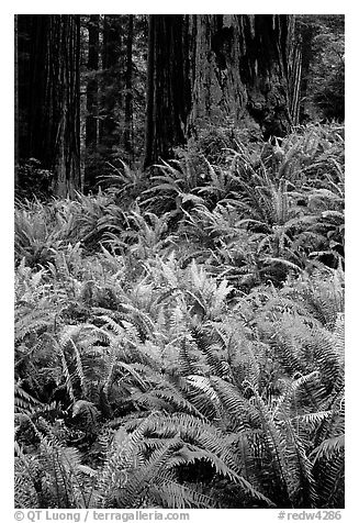 Dense pacific sword ferns and redwoods, Prairie Creek. Redwood National Park, California, USA.