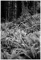 Dense pacific sword ferns and redwoods, Prairie Creek. Redwood National Park, California, USA. (black and white)