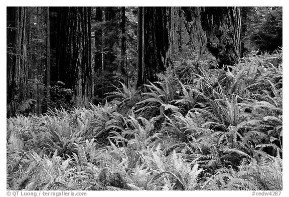 Pacific sword ferns in redwood forest, Prairie Creek Redwoods State Park. Redwood National Park (black and white)