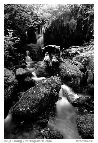 Cascade and mossy rocks, Trillium Falls, Prairie Creek Redwoods State Park. Redwood National Park (black and white)