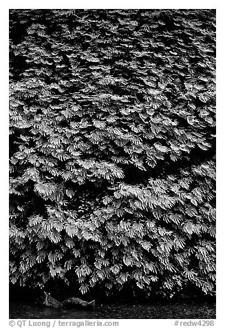 Ferns covering steep wall, Fern Canyon, Prairie Creek Redwoods State Park. Redwood National Park (black and white)