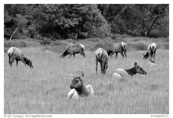 Herd of Roosevelt Elk in meadow, Prairie Creek. Redwood National Park, California, USA.