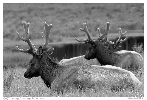 Bull Roosevelt Elks, Prairie Creek Redwoods State Park. Redwood National Park (black and white)