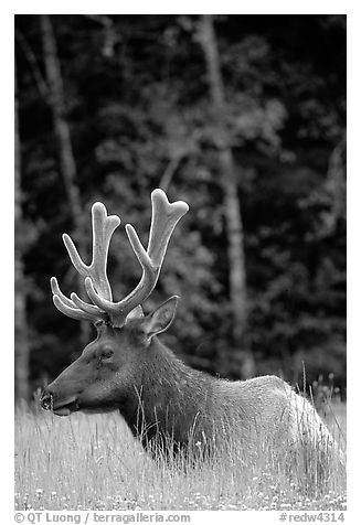 Bull Roosevelt Elk with large antlers, Prairie Creek Redwoods State Park. Redwood National Park (black and white)