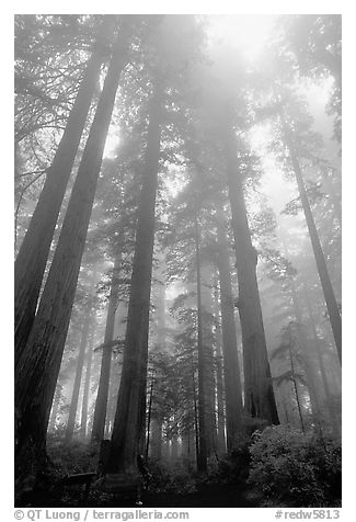 Visitor dwarfed by Giant Redwood trees. Redwood National Park (black and white)