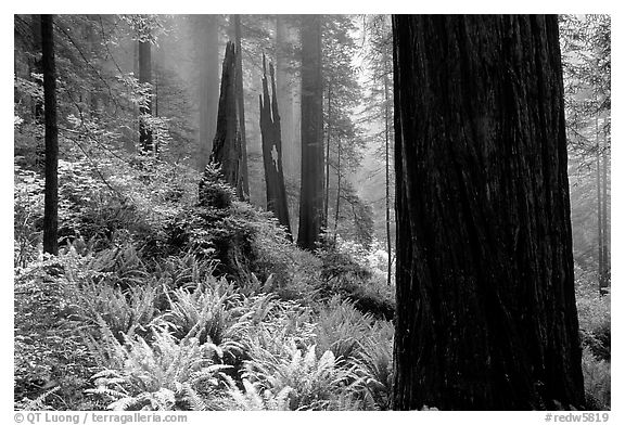 Ferns and redwoods in mist, Del Norte Redwoods State Park. Redwood National Park (black and white)
