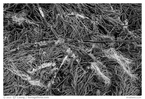Ground close-up with fallen redwood branches and needles, Jedediah Smith Redwoods State Park. Redwood National Park (black and white)