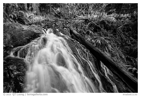 Upper cascades of Fern Falls and fallen tree, Jedediah Smith Redwoods State Park. Redwood National Park (black and white)