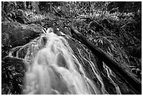 Upper cascades of Fern Falls and fallen tree, Jedediah Smith Redwoods State Park. Redwood National Park ( black and white)