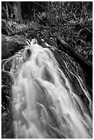 Upper cascades of Fern Falls , Jedediah Smith Redwoods State Park. Redwood National Park ( black and white)