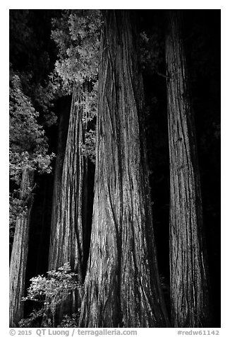 Redwood tree trunks lighted at night, Jedediah Smith Redwoods State Park. Redwood National Park (black and white)