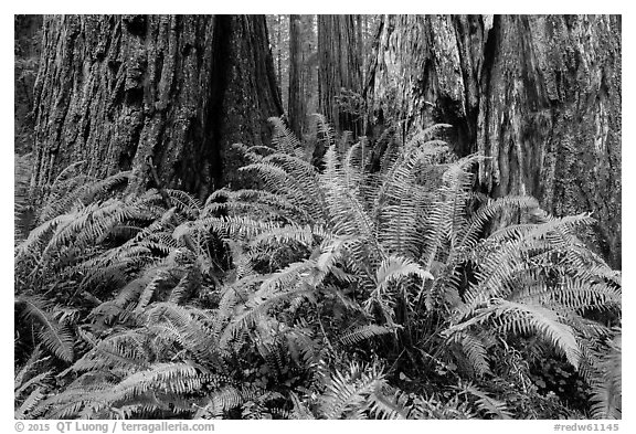Ferns and textured trunks of giant redwoods, Stout Grove, Jedediah Smith Redwoods State Park. Redwood National Park (black and white)