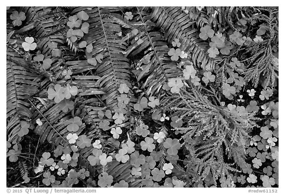 Ground close-up of clovers, shamrocks, ferns, and redwood needles, Stout Grove, Jedediah Smith Redwoods State Park. Redwood National Park (black and white)