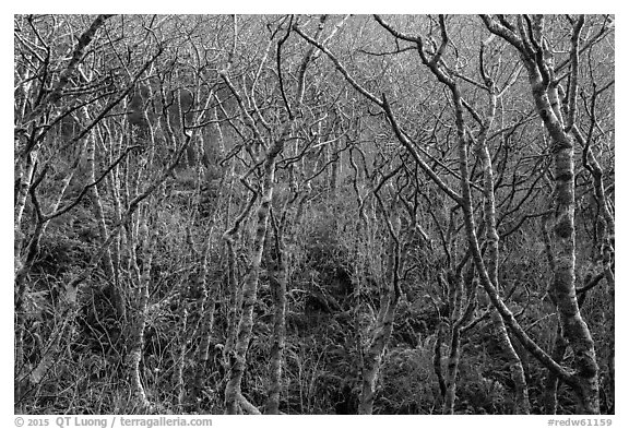 Moss-covered alder trees. Redwood National Park (black and white)