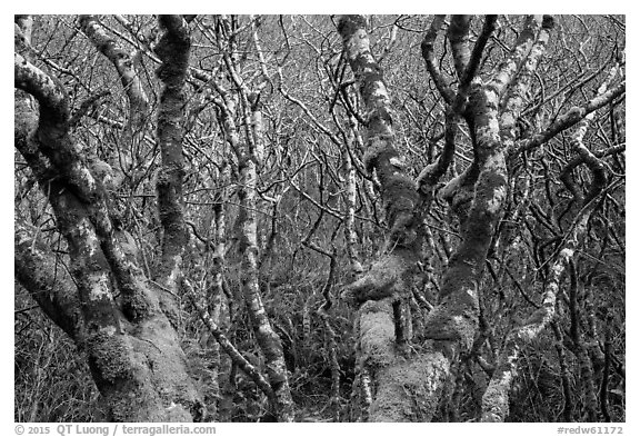 Mossy alder trees. Redwood National Park (black and white)