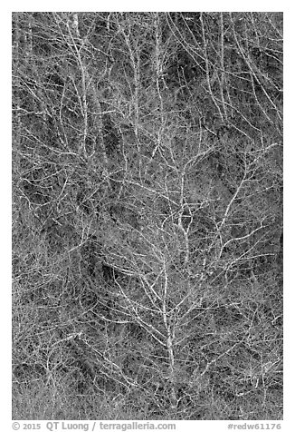 Lines formed by bare alder trees. Redwood National Park (black and white)