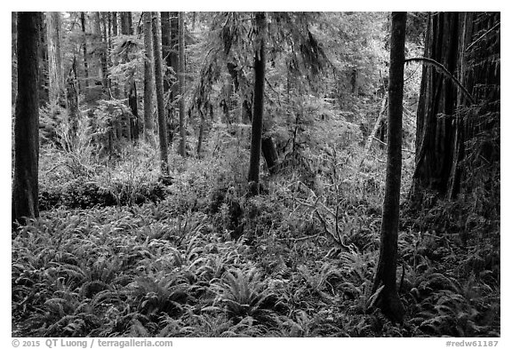 Luxuriant forest, Simpson-Reed Grove, Jedediah Smith Redwoods State Park. Redwood National Park (black and white)