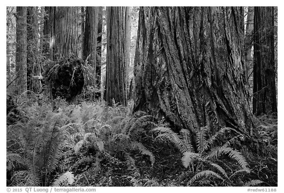 Ferns and giant redwoods, Simpson-Reed Grove, Jedediah Smith Redwoods State Park. Redwood National Park (black and white)
