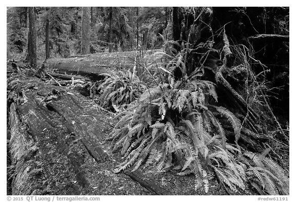 Giant fallen redwood trees, Simpson-Reed Grove, Jedediah Smith Redwoods State Park. Redwood National Park (black and white)