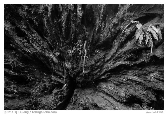 Roots of fallen redwood tree and fern, Simpson-Reed Grove, Jedediah Smith Redwoods State Park. Redwood National Park (black and white)