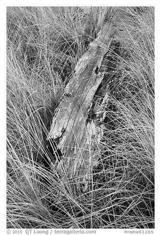 Tall grass and weathered driftwood, Prairie Creek Redwoods State Park. Redwood National Park (black and white)