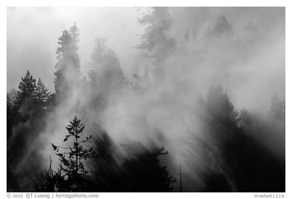 Trees and lifting fog. Redwood National Park (black and white)