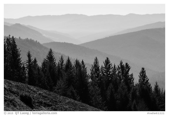 Trees and ridges from Dolason Prairie. Redwood National Park (black and white)