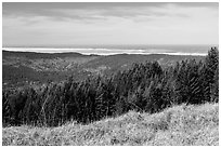 Grasses, trees, and distant Ocean from Dolason Prairie. Redwood National Park ( black and white)