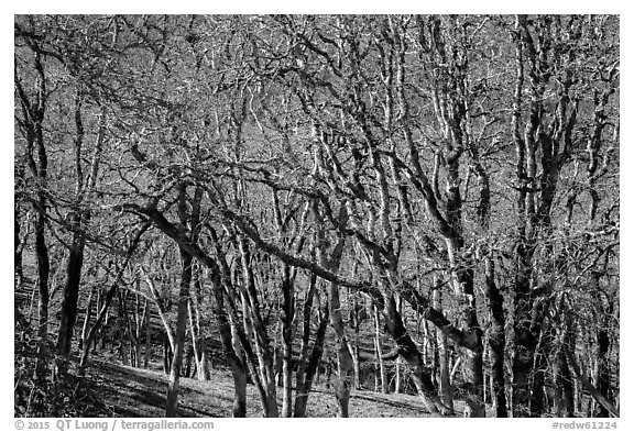 Oaks in winter. Redwood National Park (black and white)
