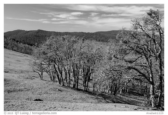 Prairie and oaks in winter near Lyons Ranch trailhead. Redwood National Park (black and white)
