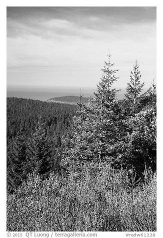 Redwood forest and Orick Hill from Redwood Creek Overlook. Redwood National Park (black and white)