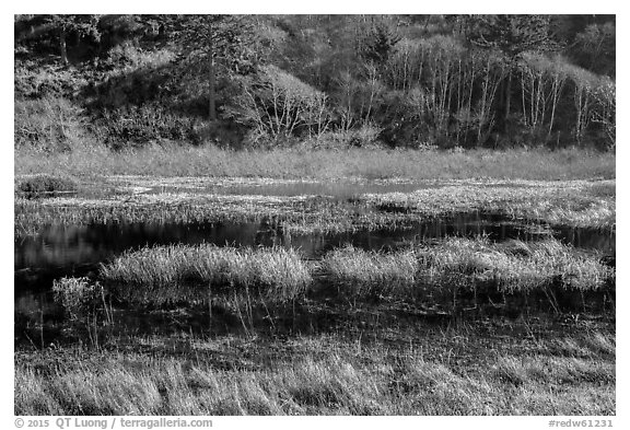 Grasses and pond. Redwood National Park (black and white)