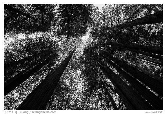 Looking up redwood trees with sunlight, Prairie Creek Redwoods State Park. Redwood National Park (black and white)