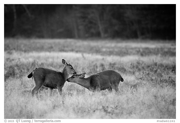 Two young elk interacting, Prairie Creek Redwoods State Park. Redwood National Park (black and white)