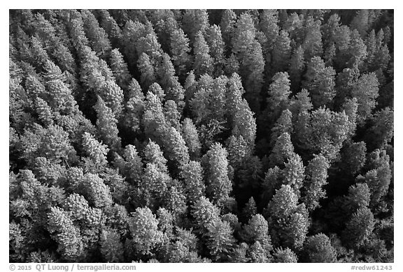 Aerial view of redwood forest treetop. Redwood National Park (black and white)