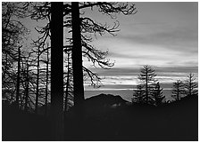 Bare trees in winter and sea of clouds at sunset. Sequoia National Park, California, USA. (black and white)
