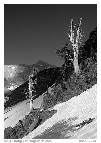 Bare trees above Mineral King, early summer. Sequoia National Park, California, USA.