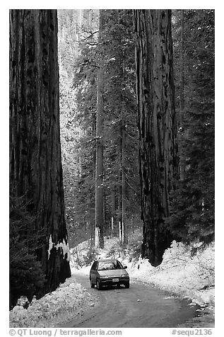 Road and Sequoias in winter. Sequoia National Park, California, USA.