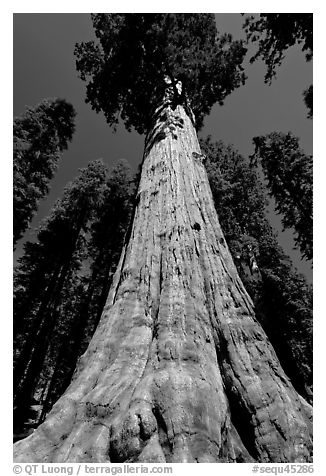 Sequoia named General Sherman, most massive living thing. Sequoia National Park, California, USA.