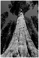 Sequoia named General Sherman, most massive living thing. Sequoia National Park, California, USA. (black and white)